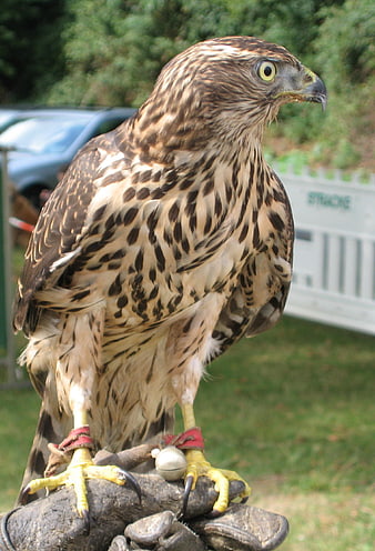 Close-up of a hawk perched on a gloved hand outdoors