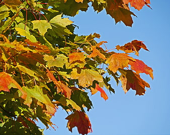 Autumn Maple Leaves Against Blue Sky