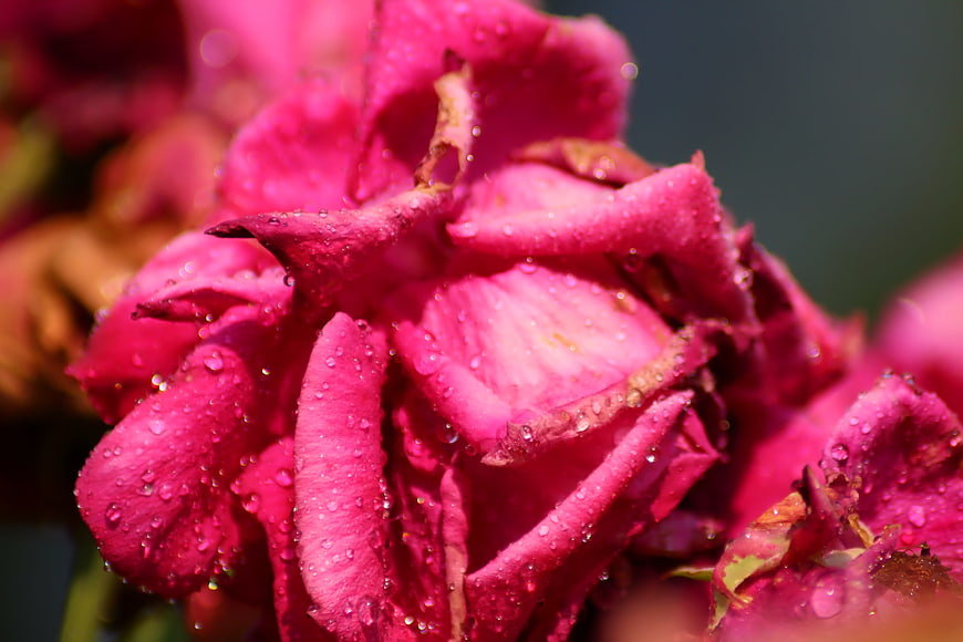 Close-up of a wilting pink rose with water droplets