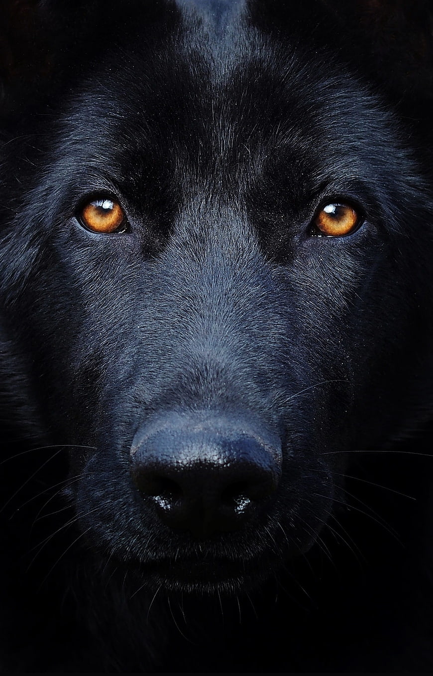 Close-up portrait of a black dog with intense amber eyes