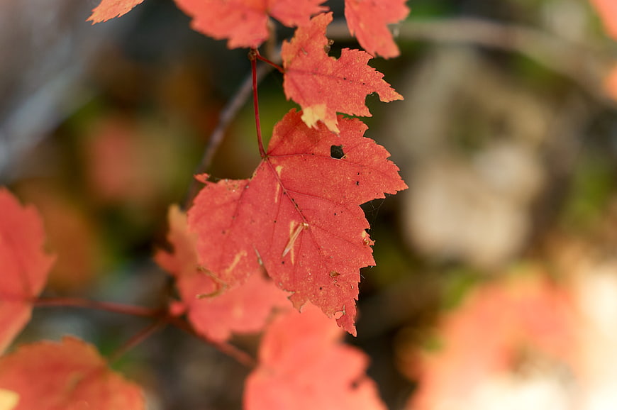 Close-up of vibrant red maple leaves in autumn