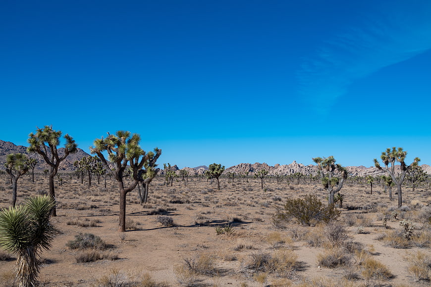 Joshua Tree Desert Landscape with Blue Sky