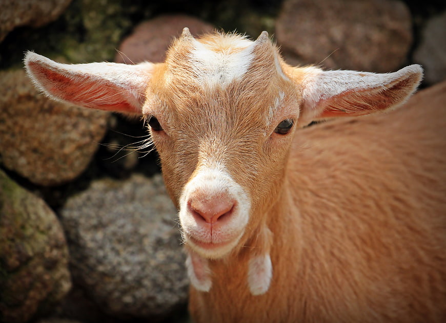 Close-up portrait of a cute baby goat with white markings