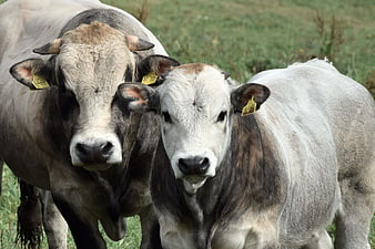 Two gray bulls with ear tags standing in a green pasture