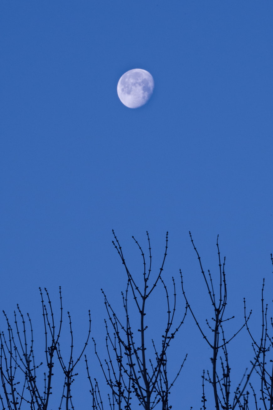 Full Moon in Blue Sky Above Bare Tree Branches