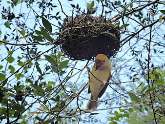 Yellow Weaver Bird Hanging Below Intricate Nest in Tree