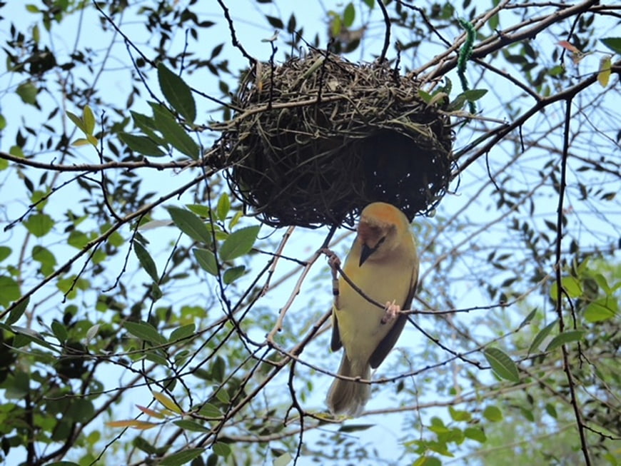 Yellow Weaver Bird Hanging Below Intricate Nest in Tree