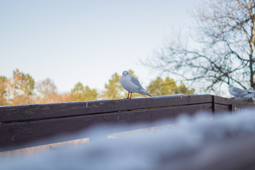 Seagull perched on wooden railing in winter