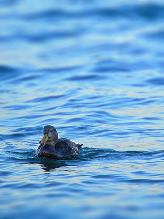 Lone Duck Swimming in Blue Water