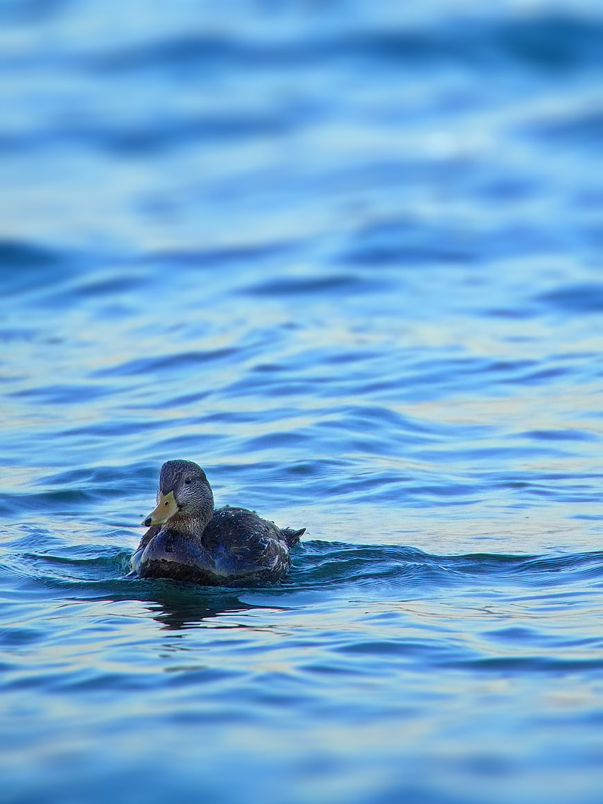 Lone Duck Swimming in Blue Water