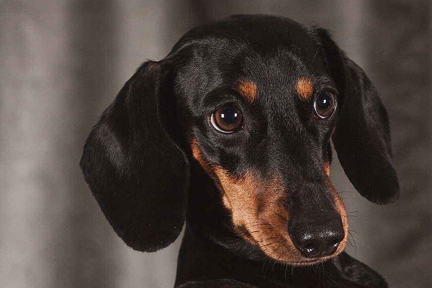 Close-up Portrait of a Black and Tan Dachshund Puppy