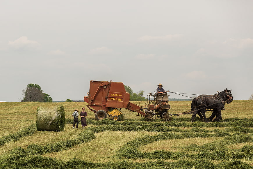 Amish farmers baling hay with horses in a field