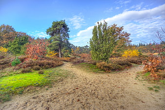 Sandy Forked Path in Autumnal Forest Landscape