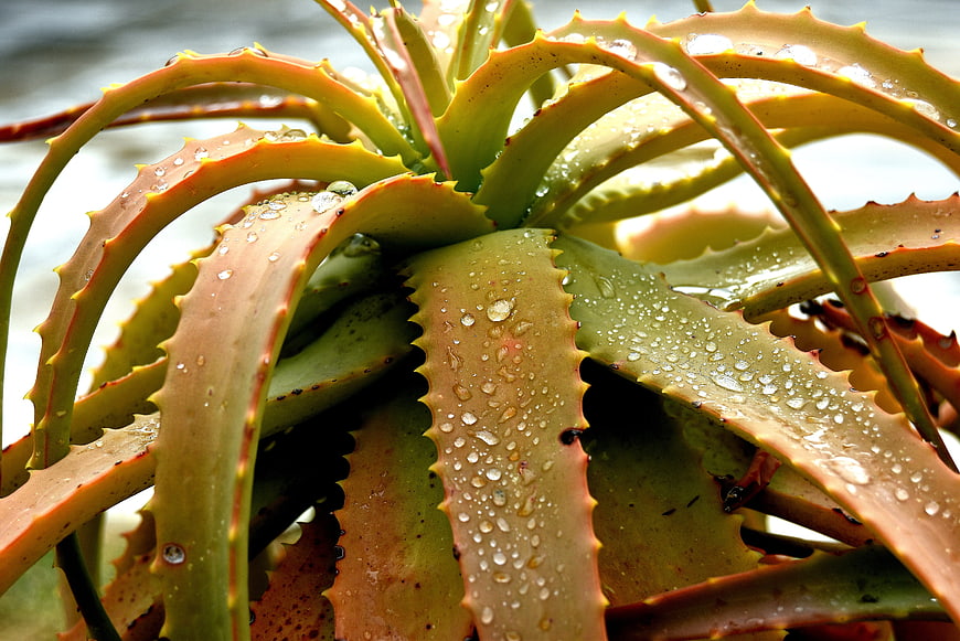 Close-up of Aloe Vera Plant with Water Droplets