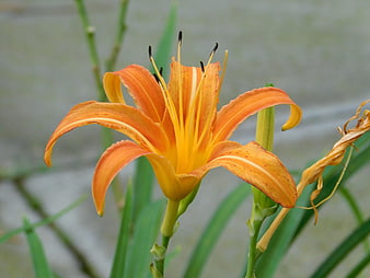 Close-up of vibrant orange daylily flower in garden