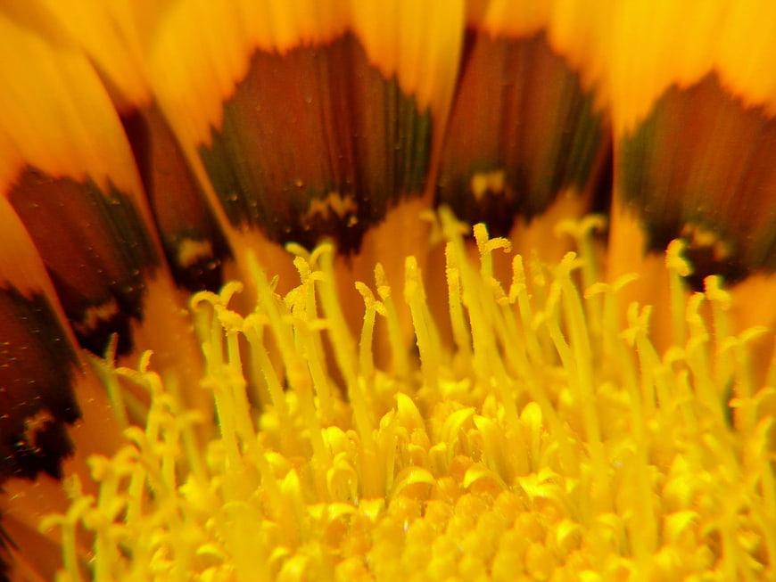 Macro Close-Up of Yellow Sunflower Center and Pollen