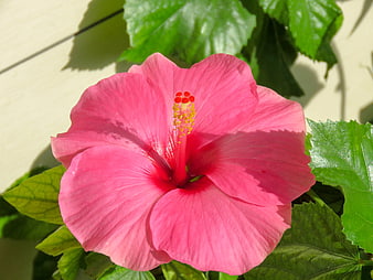 Vibrant Pink Hibiscus Flower Close-Up with Green Leaves