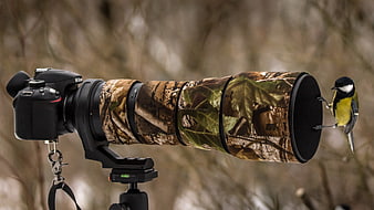 Great Tit perched on camouflage telephoto lens hood