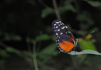 Vibrant orange and black butterfly resting on a green leaf
