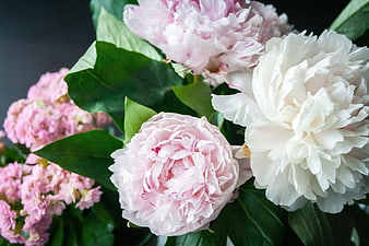 Close-up of Pink and White Peonies with Green Leaves