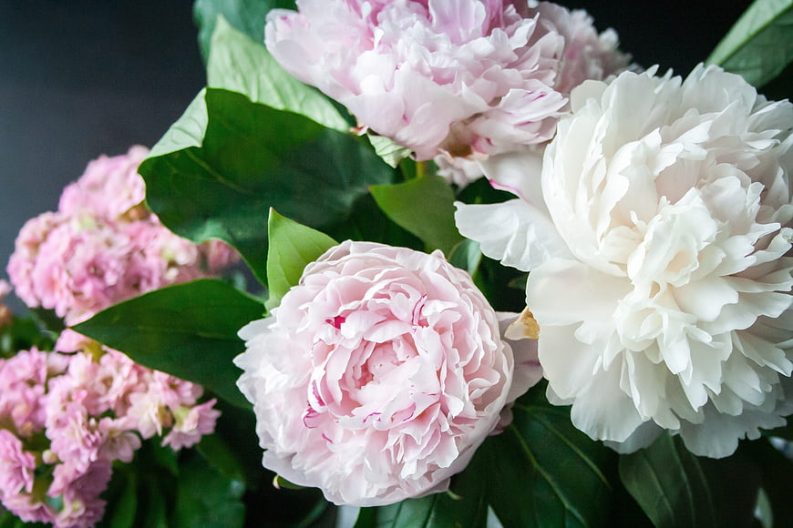 Close-up of Pink and White Peonies with Green Leaves