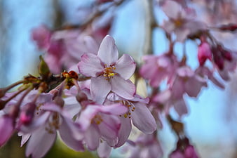Close-up of pink cherry blossoms on a branch