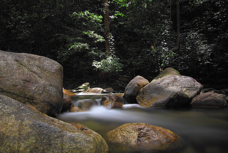 Serene Forest Stream Flowing Over Smooth Rocks