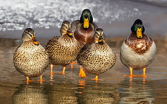 Group of Mallard Ducks Standing in Shallow Water