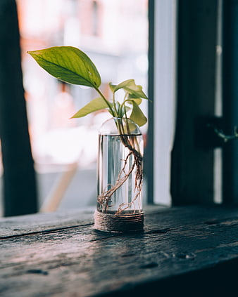 Green Plant Cutting in Glass Vase on Wooden Window Sill