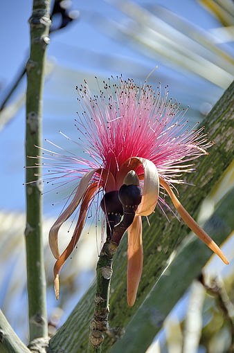 Close-up of vibrant pink Bombax flower with stamens