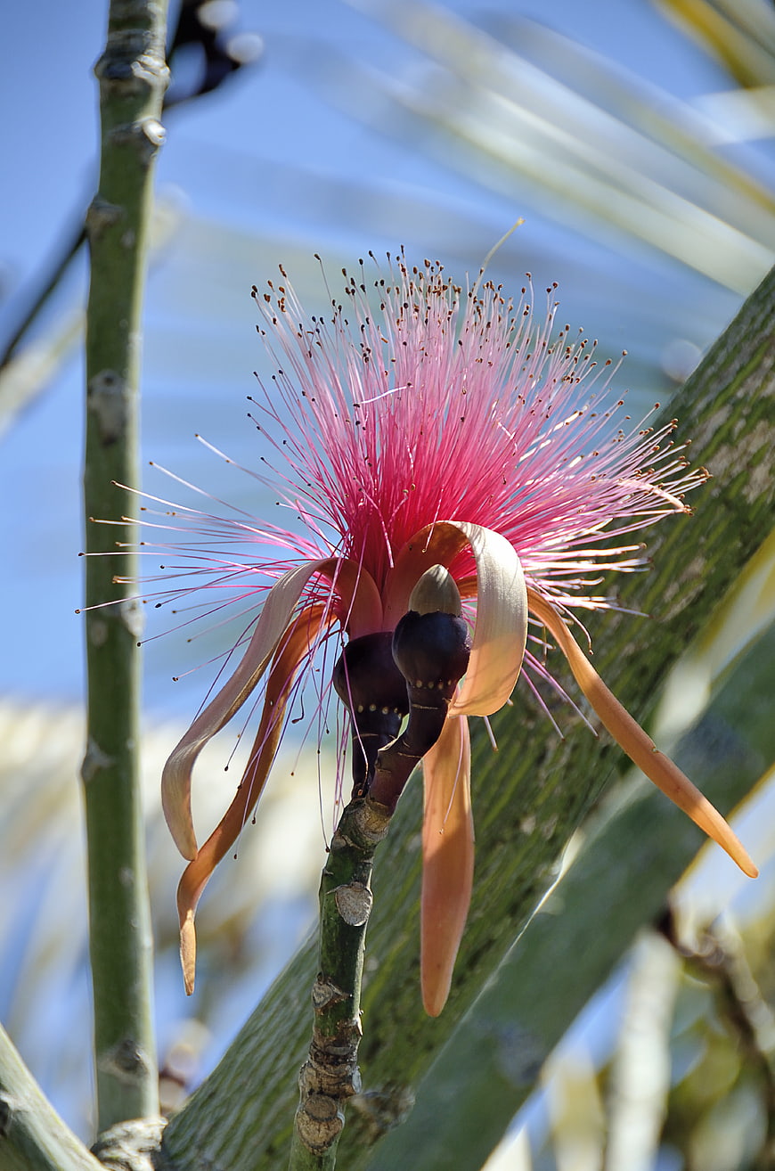 Close-up of vibrant pink Bombax flower with stamens