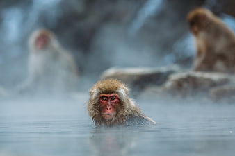 Japanese Macaque Relaxing in Hot Spring
