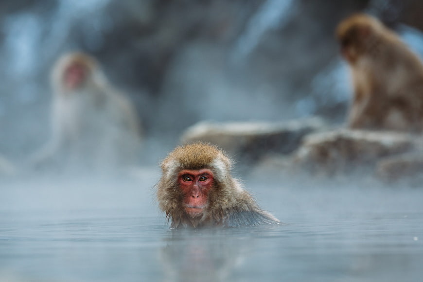 Japanese Macaque Relaxing in Hot Spring