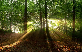 Sunbeams shining through trees in a misty forest path