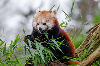 Red panda eating bamboo leaves on a tree branch in a natural setting