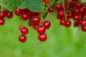 Ripe Red Currants Hanging On Branch With Green Leaves