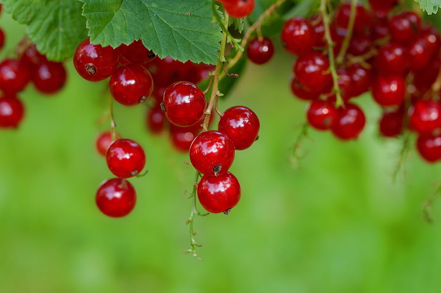 Ripe Red Currants Hanging On Branch With Green Leaves