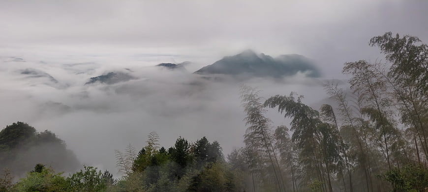 Misty mountain landscape with bamboo forest and sea of clouds