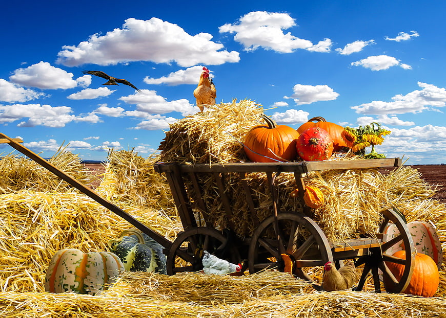 Rustic autumn harvest scene with pumpkins, hay bales, and chickens