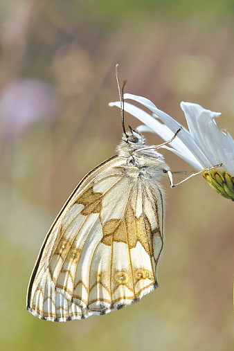 Close-up of Iberian Marbled White Butterfly on White Flower