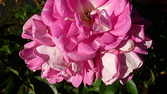 Close-up of vibrant pink rose bloom in garden sunlight