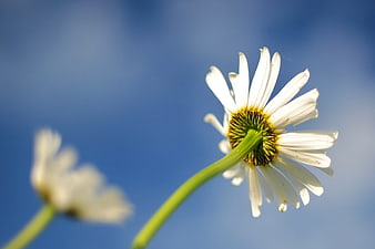White Daisy Flower Against Blue Sky Background