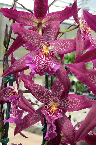 Vibrant Pink Spotted Orchid Blooms in Greenhouse