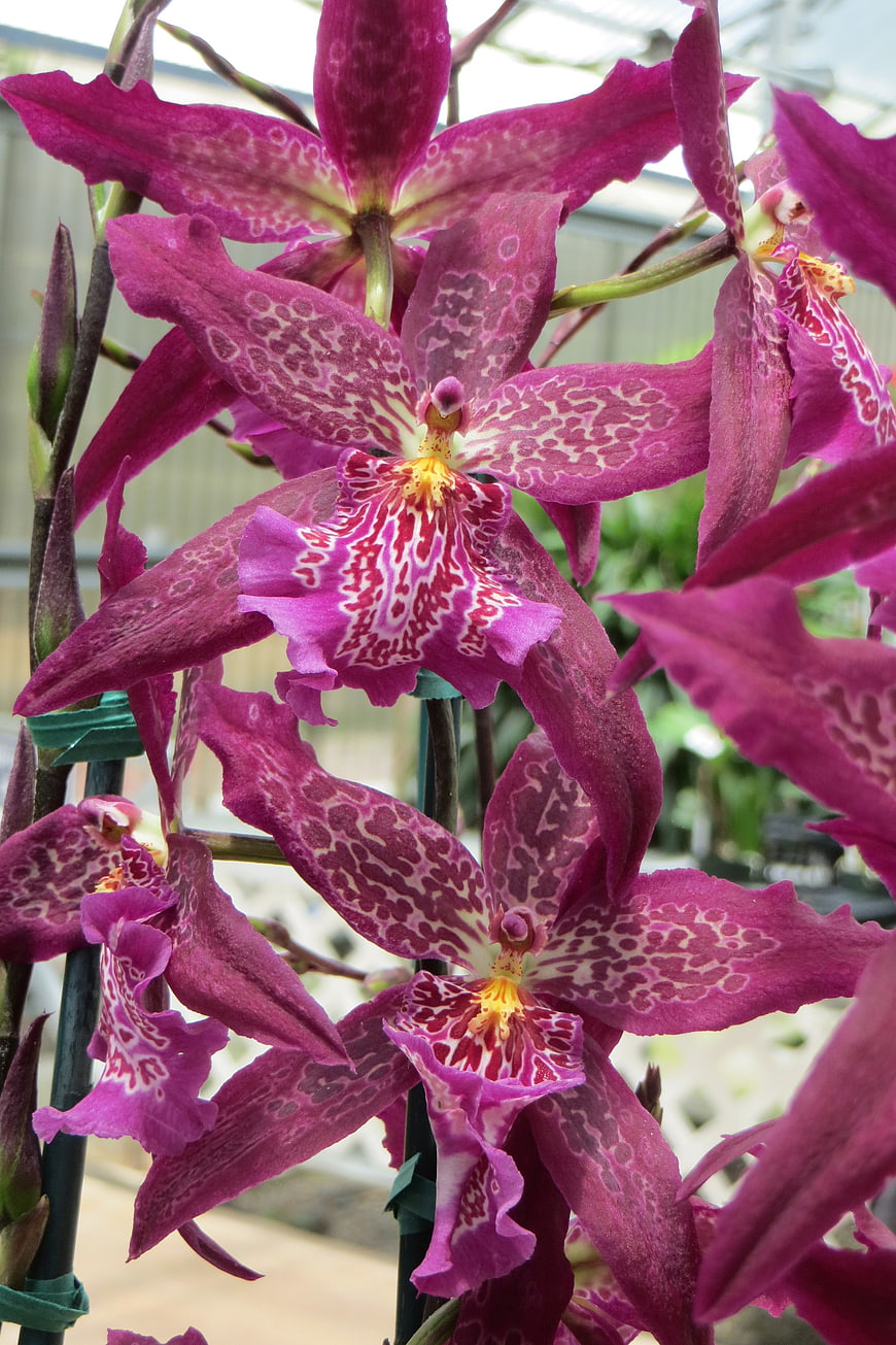 Vibrant Pink Spotted Orchid Blooms in Greenhouse
