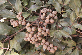 Close-up of brown peppercorn berries on green vine