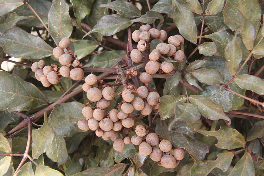 Close-up of brown peppercorn berries on green vine