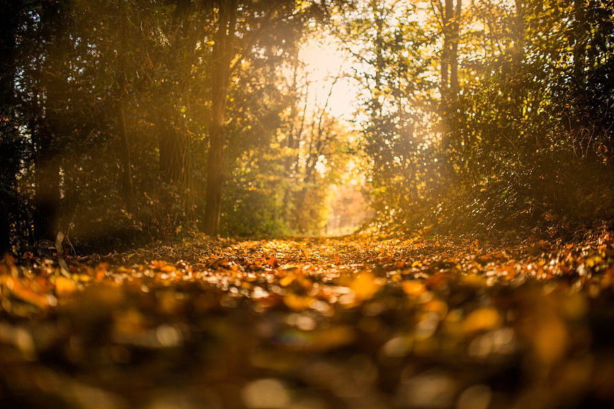 Sunlit Autumn Forest Path with Golden Leaves