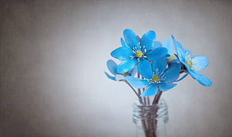 Blue Liverworts in Glass Vase on Gray Background