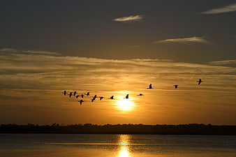 Silhouette of Flying Birds Over Water at Golden Sunset