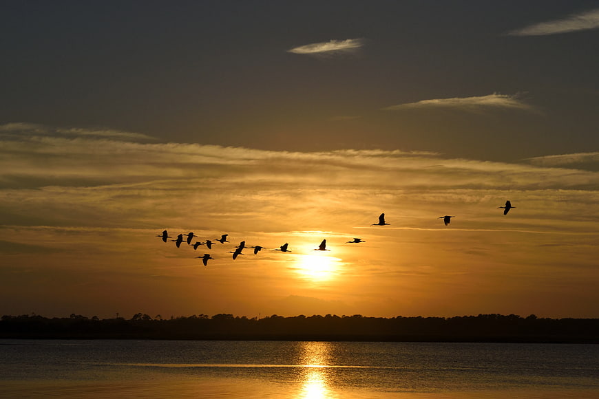 Silhouette of Flying Birds Over Water at Golden Sunset